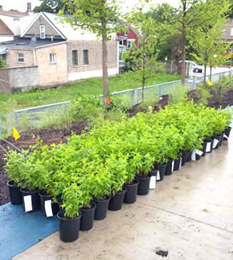 JRA_Bloomingdale Trail 606_Plant Review